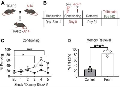 Anterior basolateral amygdala neurons comprise a remote fear memory engram